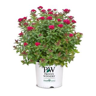 PROVEN WINNERS 2 Gal. Double Play Doozie Spirea with Red to Purple Flowers 14737