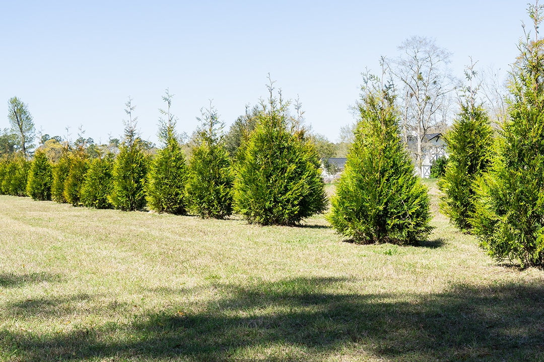 4-5ft Thuja Green Giant