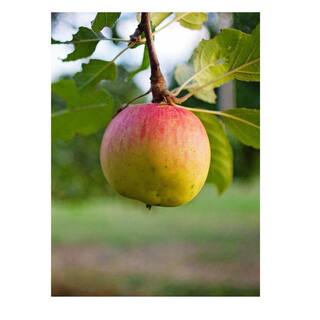 Southern Living 7 gal. Gala Apple Tree APPGAL07G