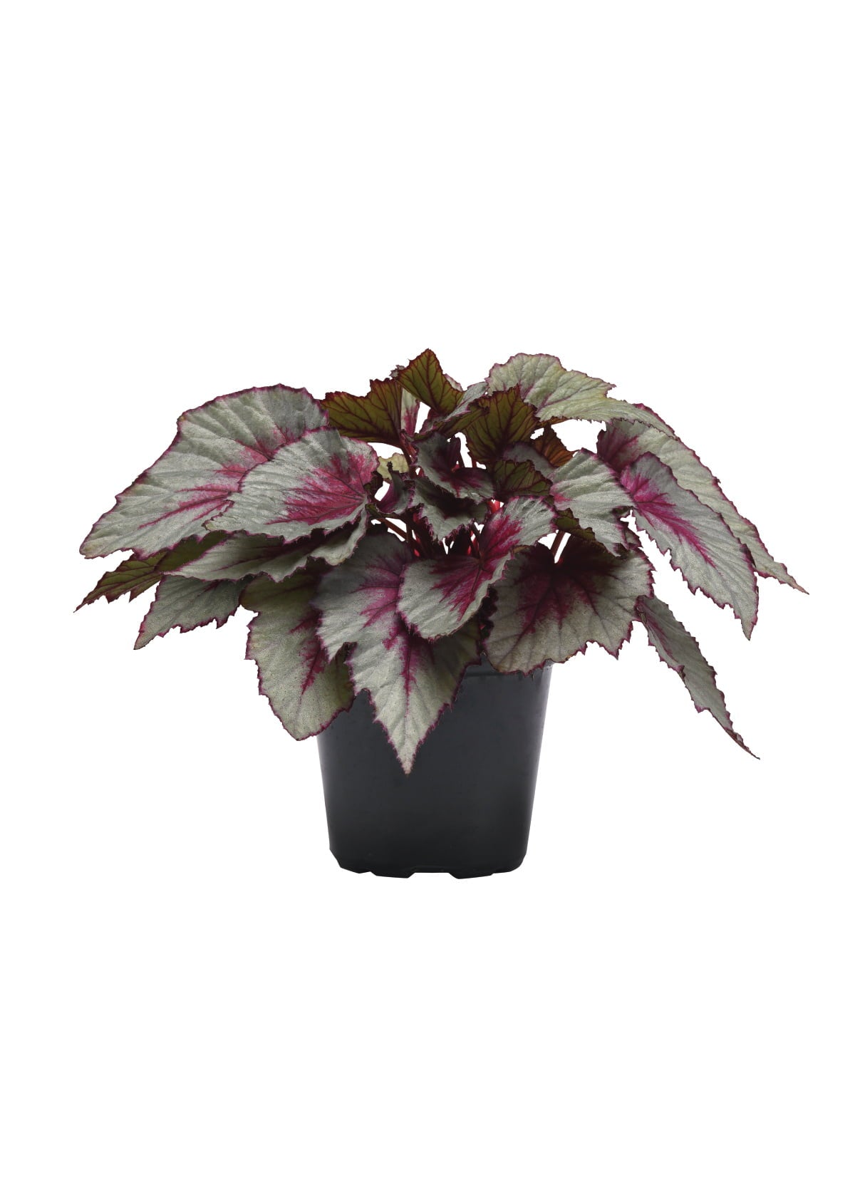 4 In. Jurassic Dino Dragon Fruit Rex Begonia - 3 Piece