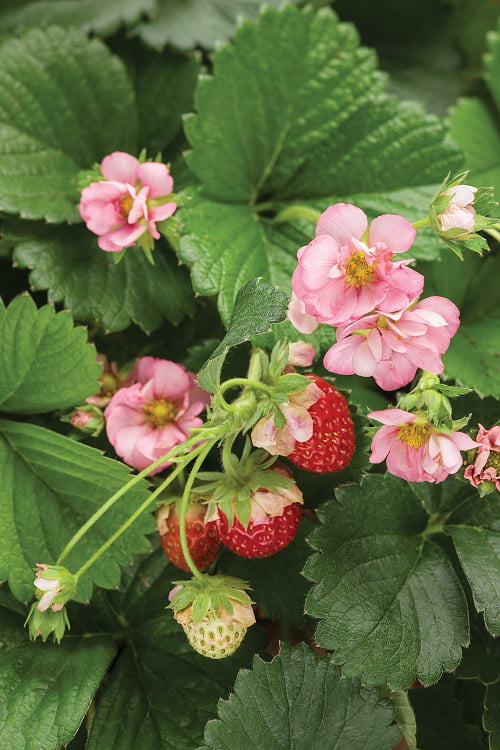 4-Pack， 4.25 in. Eco+Grande， Berried Treasure Pink Strawberry (Fragaria) Live Plant， Pink Flowers and Red Strawberries