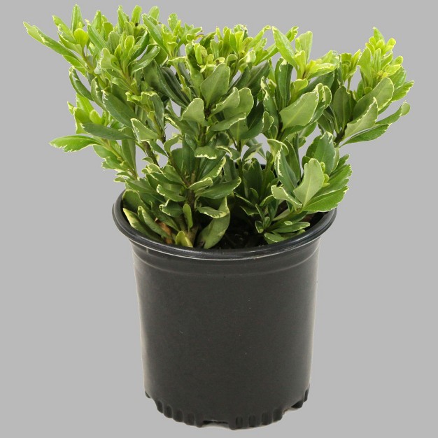 1pc Pittosporum Variegated - National Plant Network