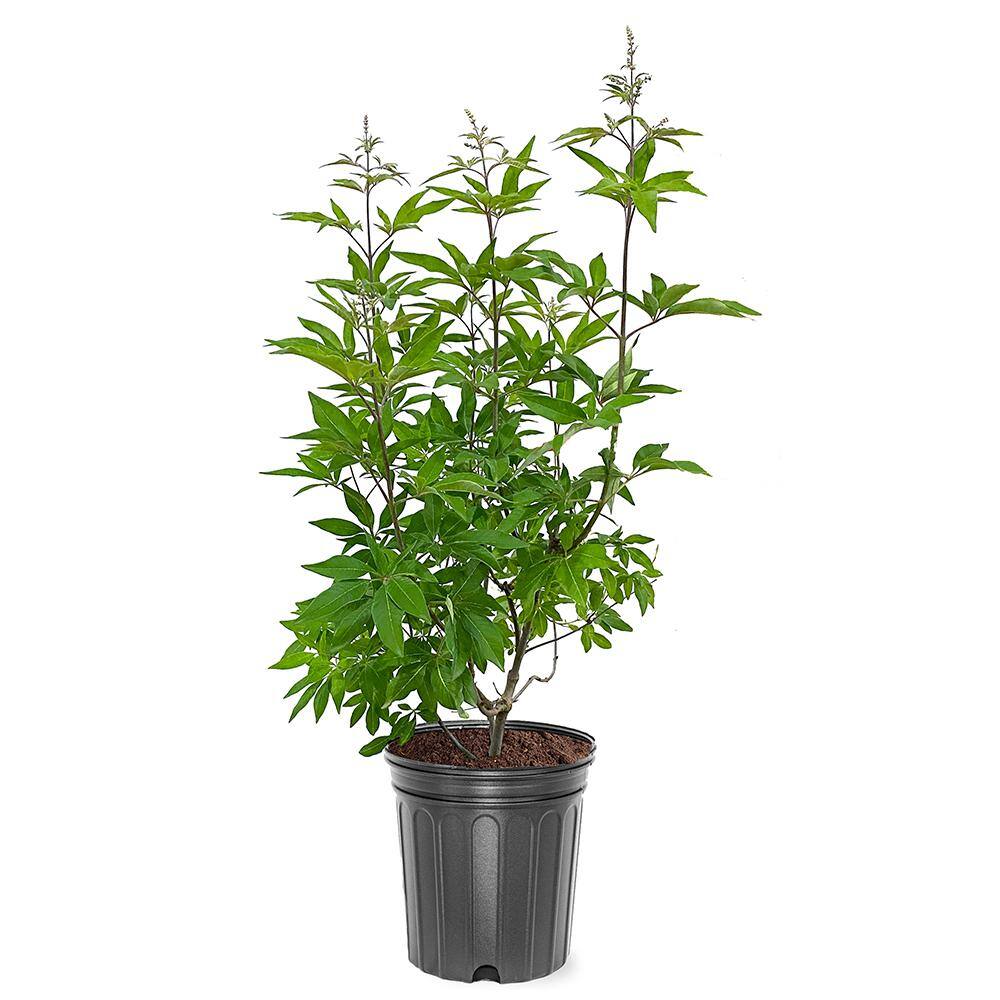 3 Gal. Purple Flowers Shoal Creek Vitex Live Plant VITSHO03G