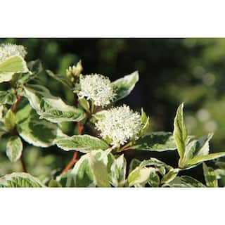 Online Orchards 1 Gal. Ivory Halo Dogwood Shrub a Lovely Ornamental Twist on the Classic Red Dogwood SBDW002