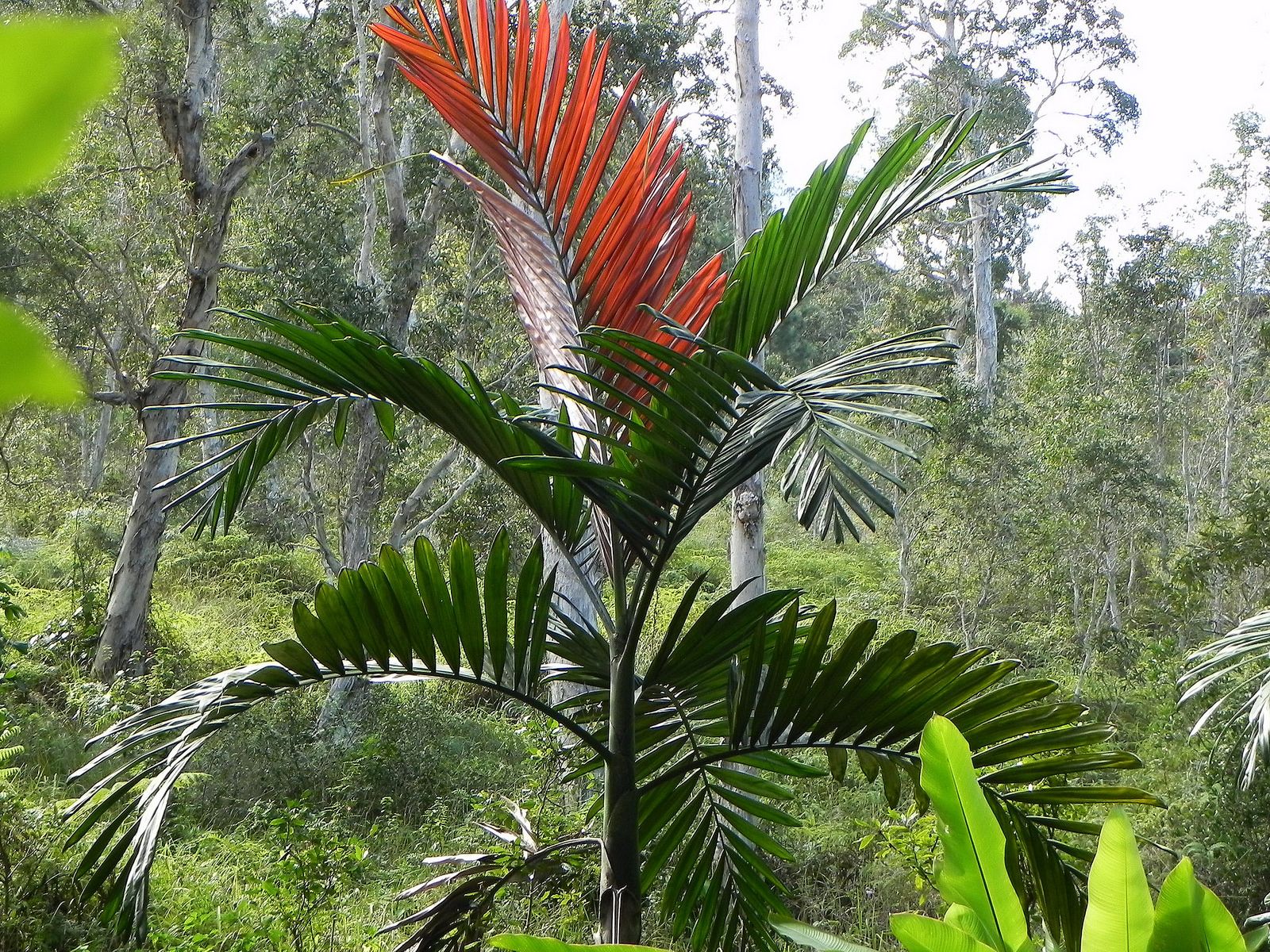 Wekiva Foliage - Red Flame Palm - Live Plant in a 3 Gallon Growers Pot - Chambeyronia Macrocarpa - Extremely Rare Ornamental Palms from Florida