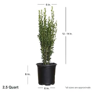 FLOWERWOOD 2.5 Qt. Sky Pencil Japanese Holly(Ilex) Live Plant Upright Growth Habit 3120Q