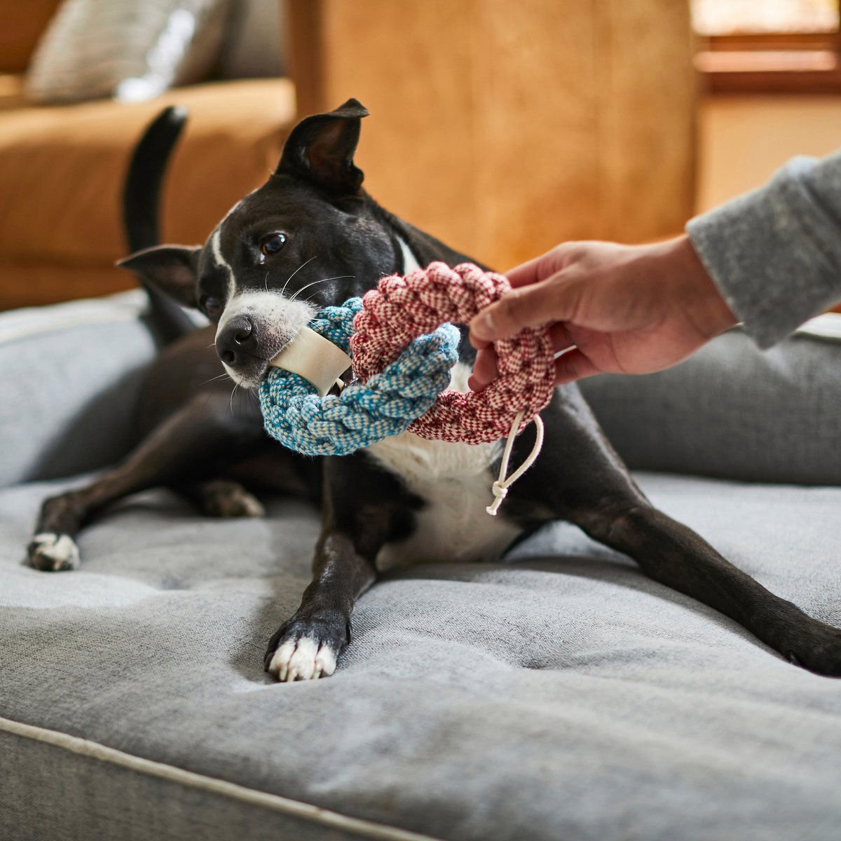 Bones and Chews Rope Rings with Bone Dog Toy， 1 count