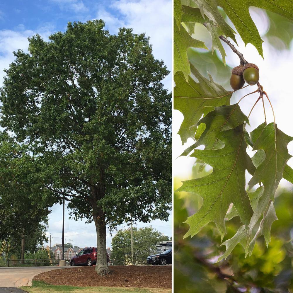 national PLANT NETWORK 2.25 Gal. Deciduous Nutall Oak Tree HD7086