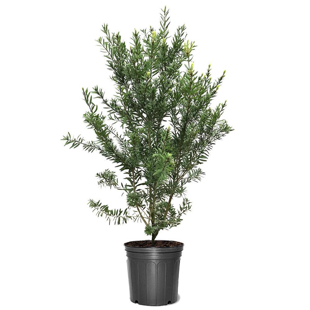 5 Gal. Red Flowering Bottlebrush Tree BOTRED05G