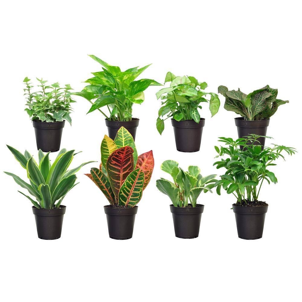 Exotic Angel Plants Grower's Choice Exotic Angel Indoor Plant Assortment in 3.8 in. Grower Pot Avg. Shipping Height 8 in. Tall (8 Pack) 38ANGEL8PK