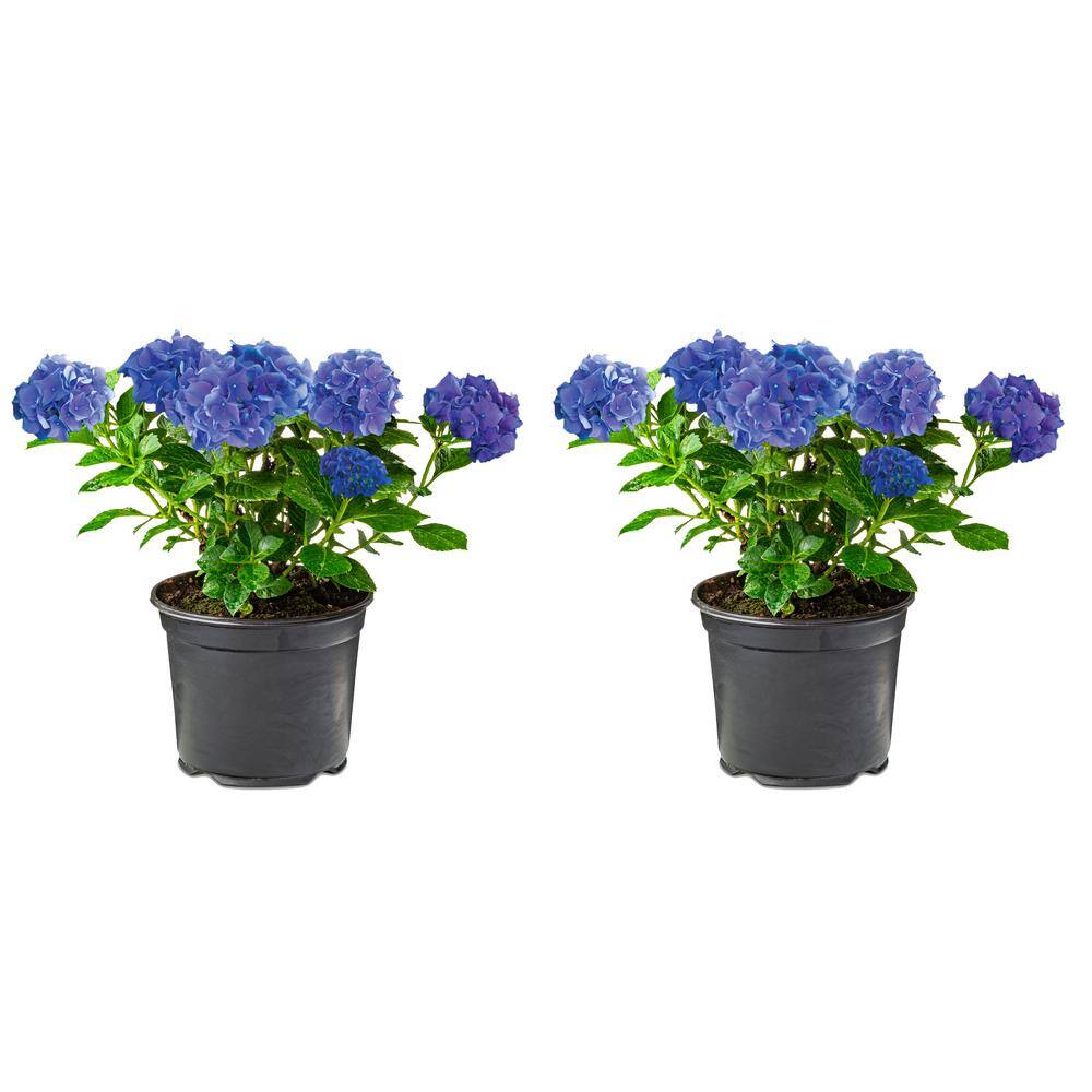 2.5 Qt. Blue Perennial Hydrangea Macrophylla (2-Pack) 1057