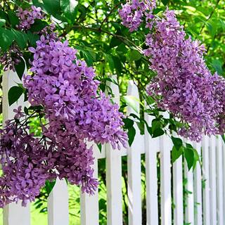 Spring Hill Nurseries 4 in. Pot Sunday Lilac (Syringa) Live Deciduous Plant Purple Flowering Shrub (1-Pack) 71313