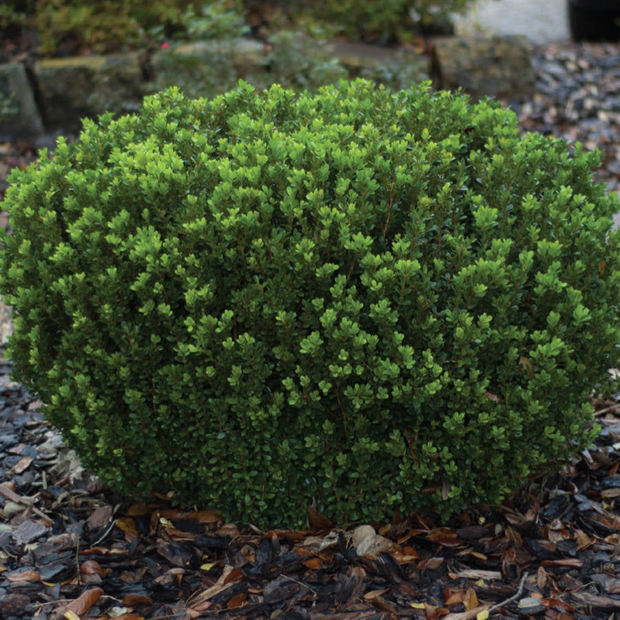 Baby Gem Boxwood (2.5 Quart) A Compact Boxwood With Tiny， Dense Green Foliage That Retains Its Color All Year from the Southern Living Plant Collection