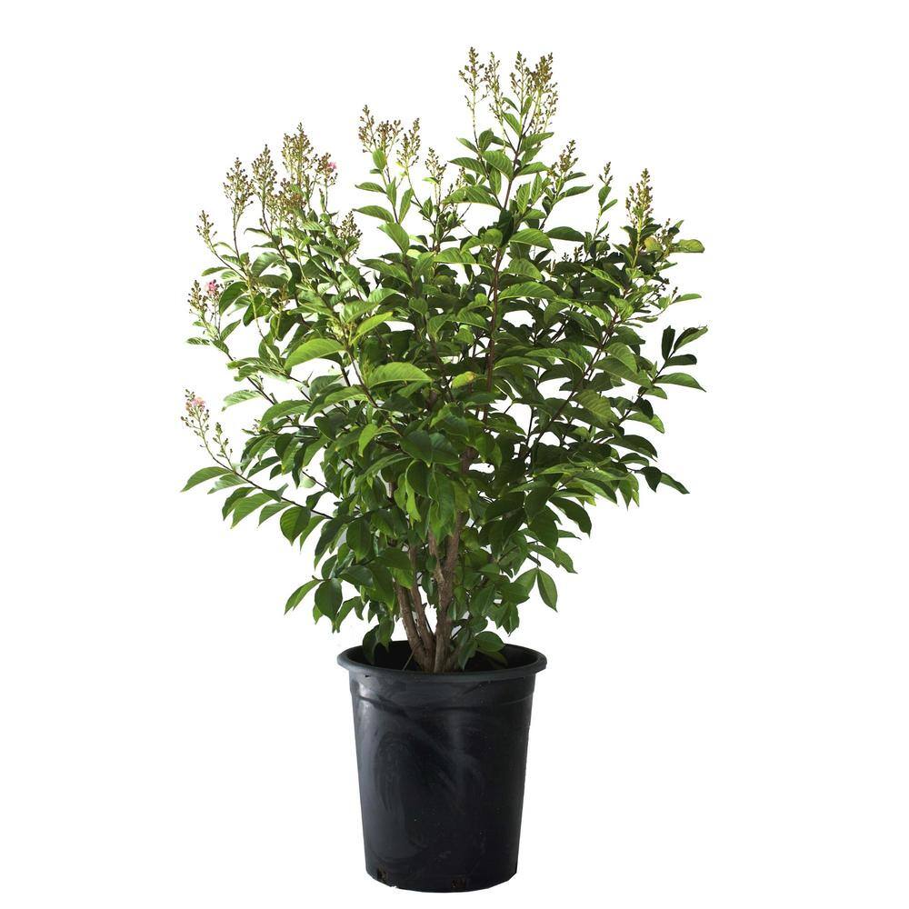 Alder  Oak #5 container 'Red Rocket' Crape Myrtle Tree LARM05