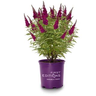 FIRST EDITIONS 3 Gal. Funky Fuchsia Butterfly Bush Flowering Shrub with Fragrant Reddish-Pink Flowers BBBUD33FUH1PK