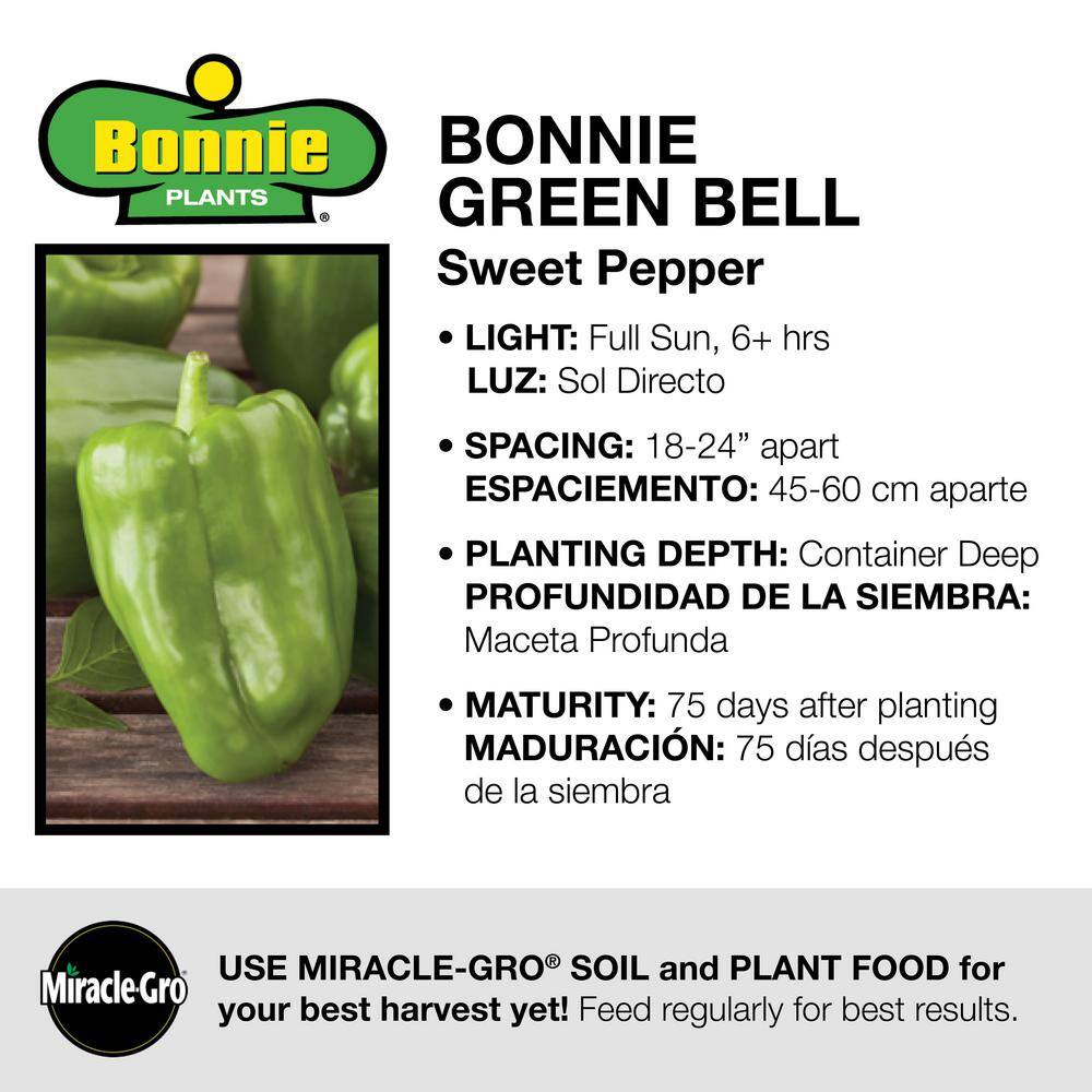 Bonnie Plants 19 oz. Sweet Green Bell Pepper Vegetable Plant 2100