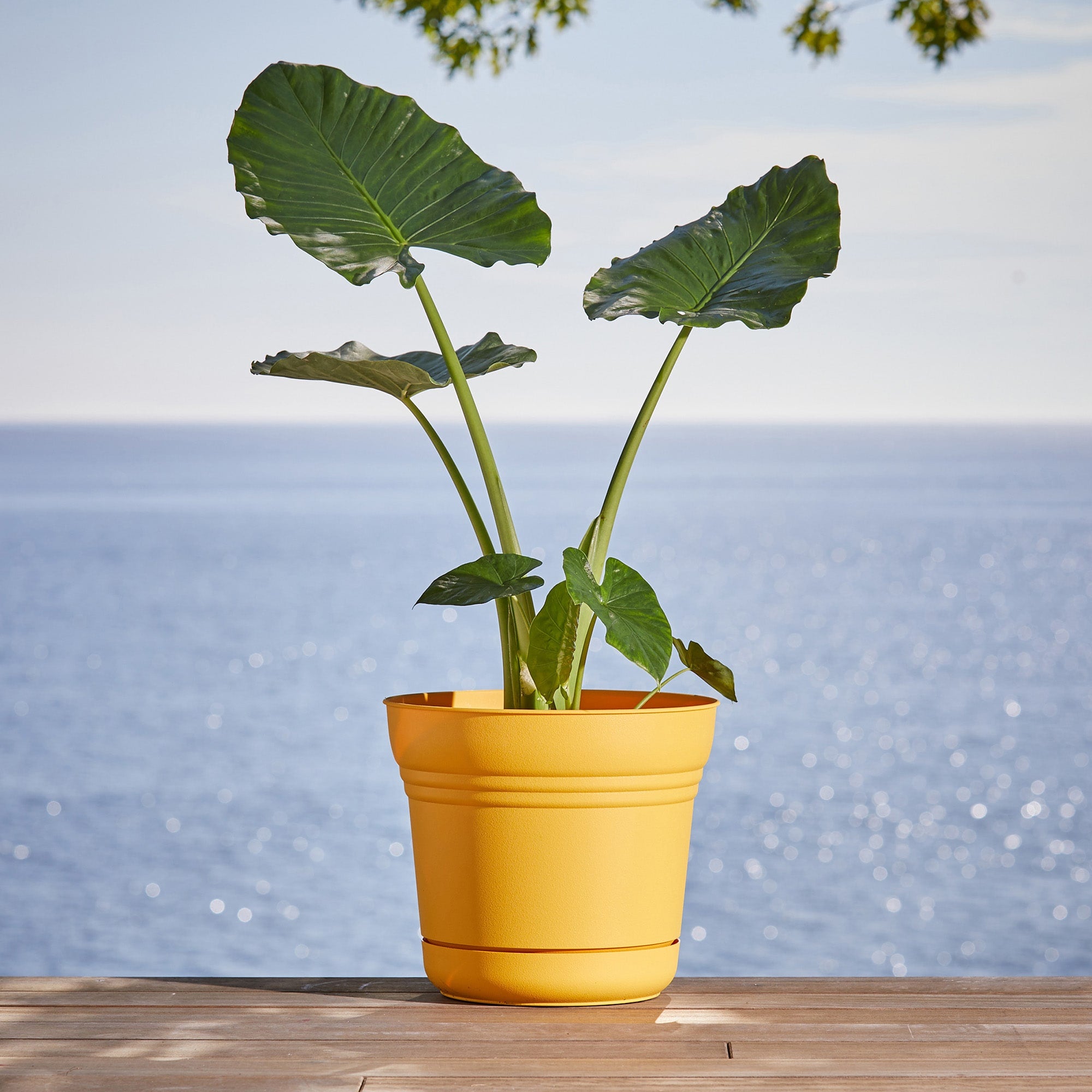 Bloem Saturn Round Planter with Saucer Tray: 14" - Earthy Yellow