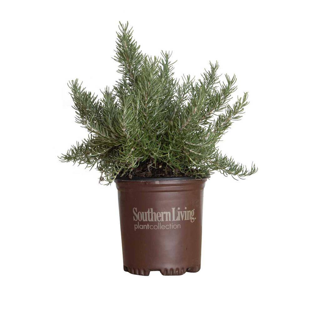 SOUTHERN LIVING 1.5 Gal. Chef's Choice Rosemary - Live Potted Herb Plants 74542