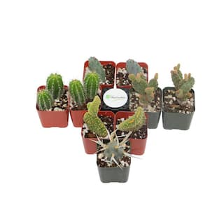 Shop Succulents 2 in. Cactus Collection (Collection of 9) C9