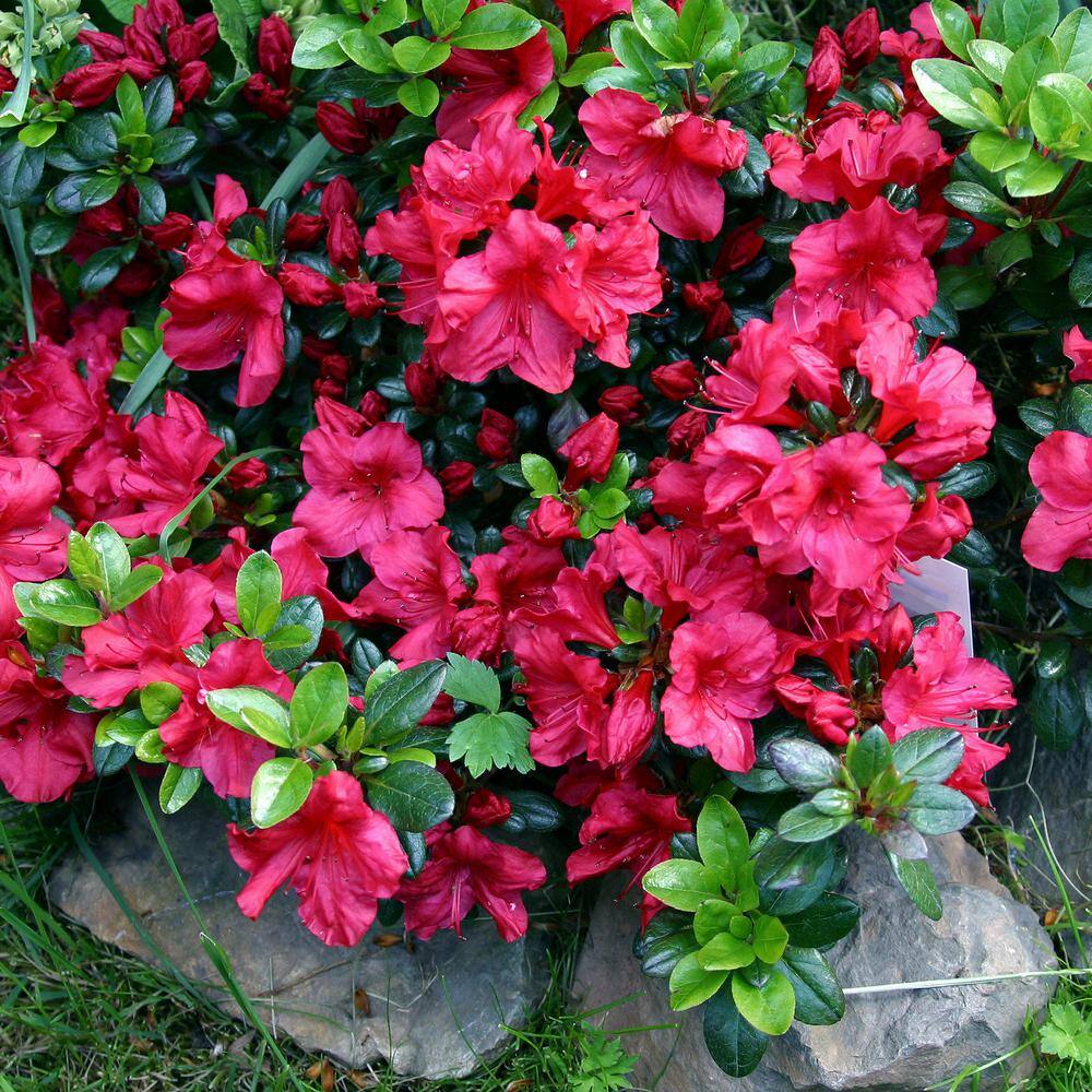 national PLANT NETWORK 2.25 Gal. Azalea Johanna Flowering Shrub with Red Blooms HD7046