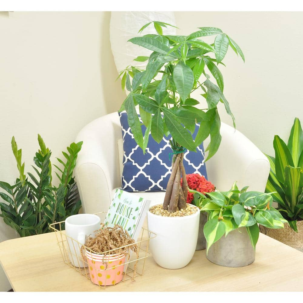 Costa Farms 5 in. Money Tree Braid Plant in White Decor Pot 6PILEACONTEMP