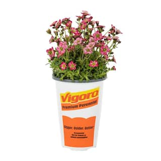 METROLINA GREENHOUSES #5 1 Qt. Marto Rose Saxifrage Plant 86500