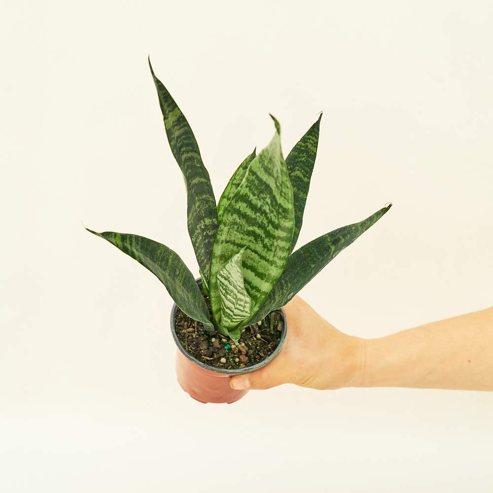 Snake Plant - Sansevieria Zeylanica Live Green Plant in 4