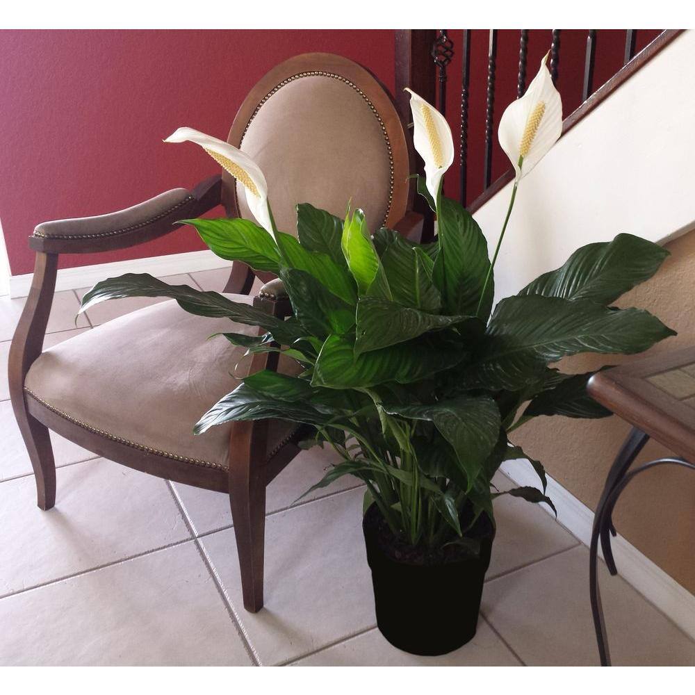 Costa Farms Spathiphyllum Peace Lily Indoor Plant in 9.25 in. White Paradise Planter Avg. Shipping Height 2-3 ft. Tall CO.3.ST10.PARWT