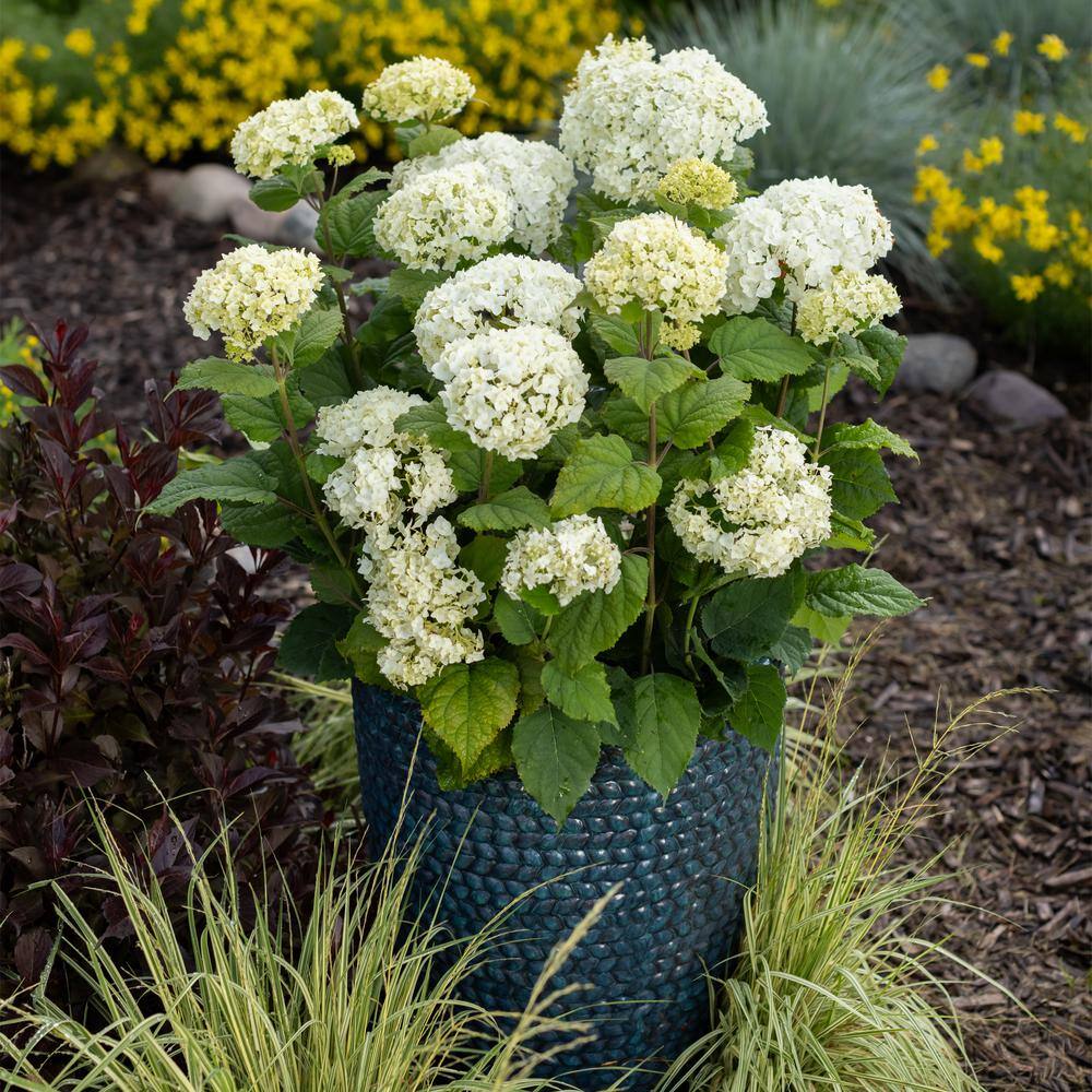 FIRST EDITIONS 2 Gal. FlowerFull Hydrangea Shrub with White Blooms 17122