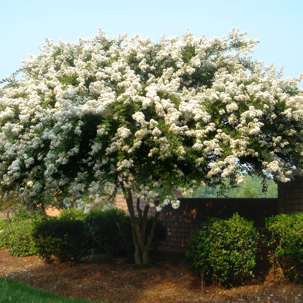 Natchez Crape Myrtle Tree