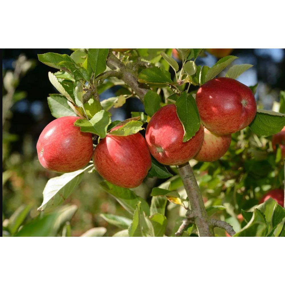 Online Orchards 3 ft. Braeburn Apple Tree with Rare Sweettart Cinnamon Flavor FTAP206