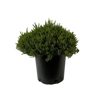 1.5 Gal. Mediterranean Pink Heather Live Shrub with Pink Flowers O226002