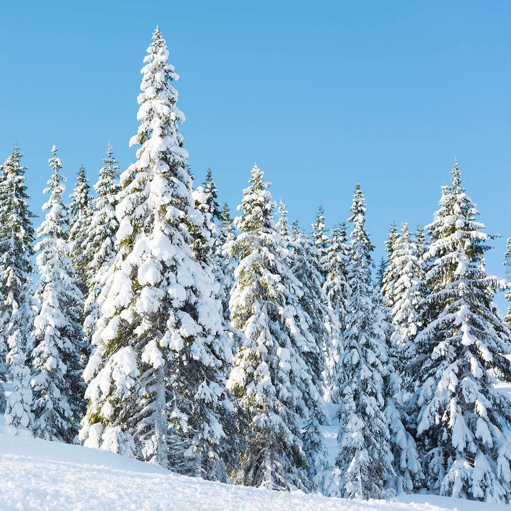 Norway Spruce Tree