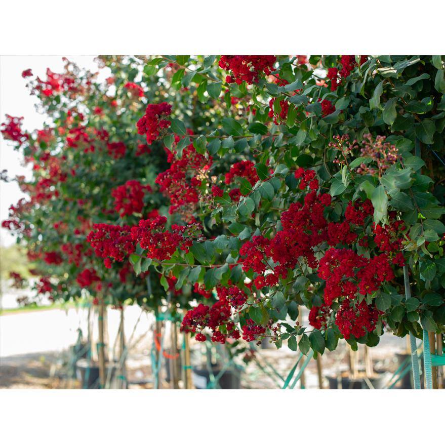 Garden Debut 3 Gal. Colorama Scarlet Crape Myrtle Flowering Deciduous Tree with Red Flowers CRMSCA03G
