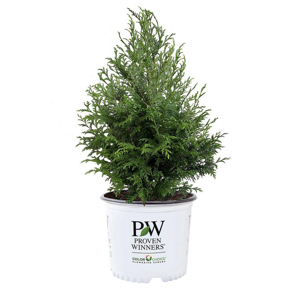 PROVEN WINNERS 2 Gal. Cedar Rapids Cypress Shrub 18320