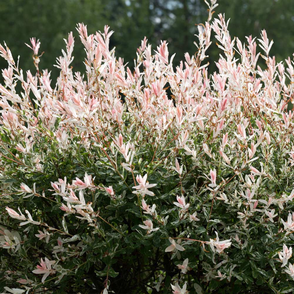 Tri-Color Dappled Willow