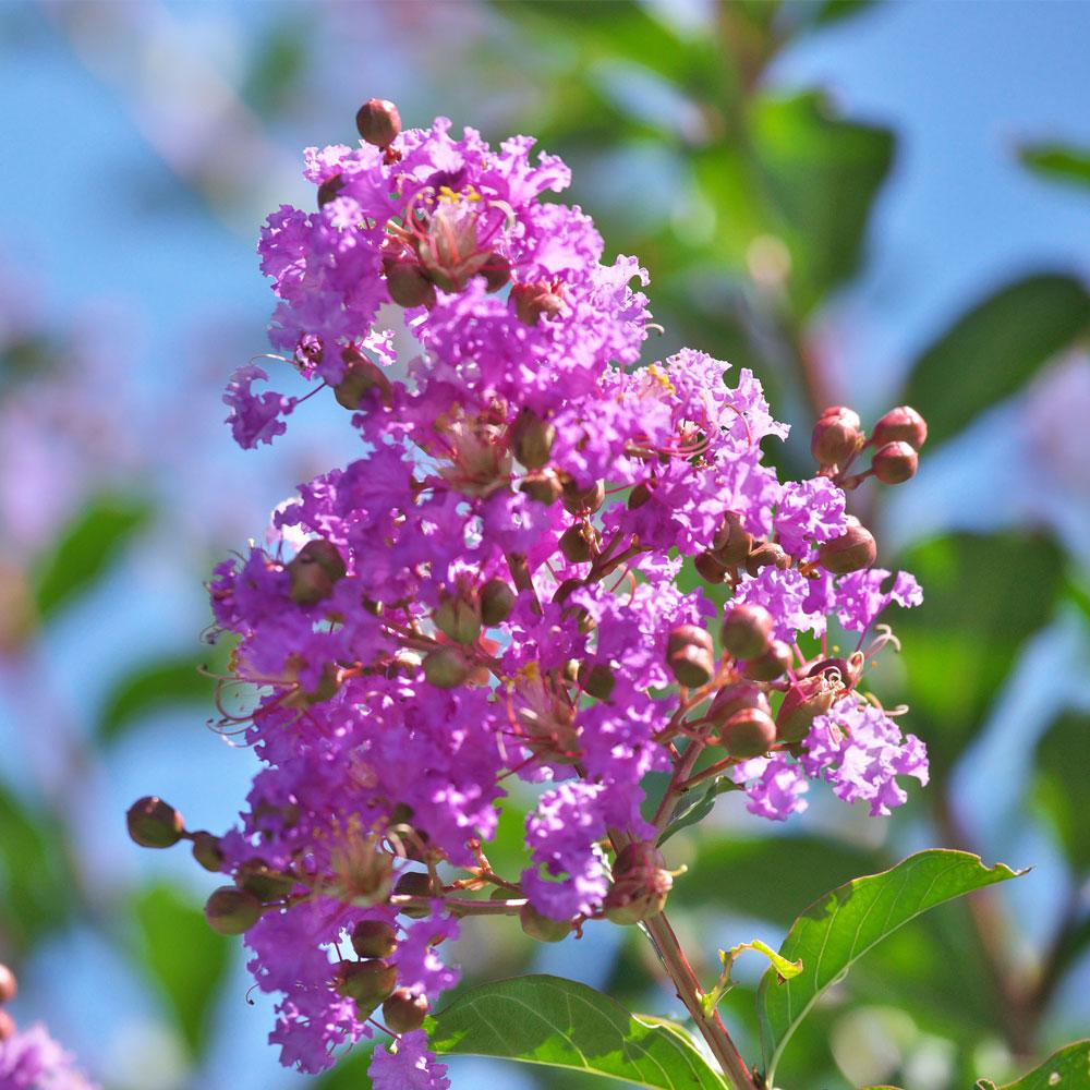 Muskogee Crape Myrtle Tree