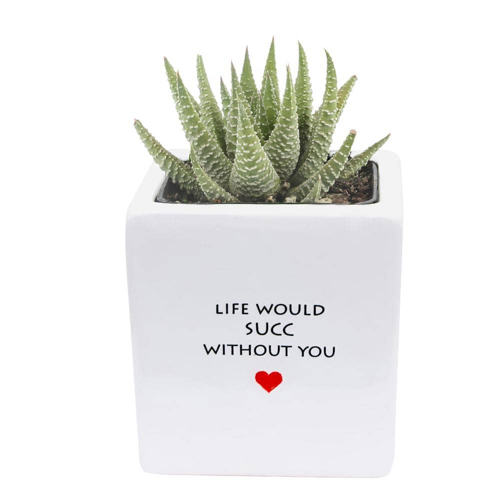 Costa Farms Grower's Choice Haworthia Indoor Succulent Plant in 2.5 in. Life Would Succ Ceramic Pot， Avg. Shipping Height 3 in. Tall CO.HAW2.5.LIFE