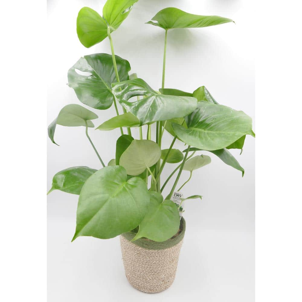 PROVEN WINNERS leafjoy Collection Monstera Deliciosa Live Indoor Plant in 7 in. Seagrass Pot Avg Ship Height 23 in. PWMDP6SEA1PK