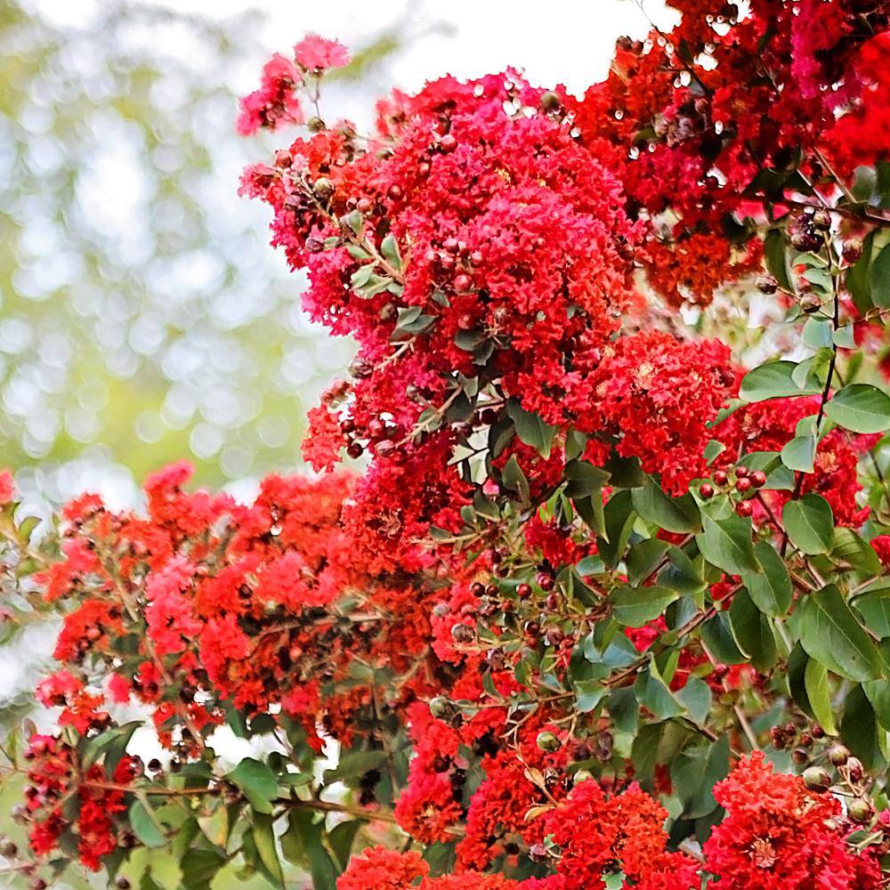 SOUTHERN LIVING 3 Gal. Miss Frances Crape Myrtle Tree CRMMFR03G