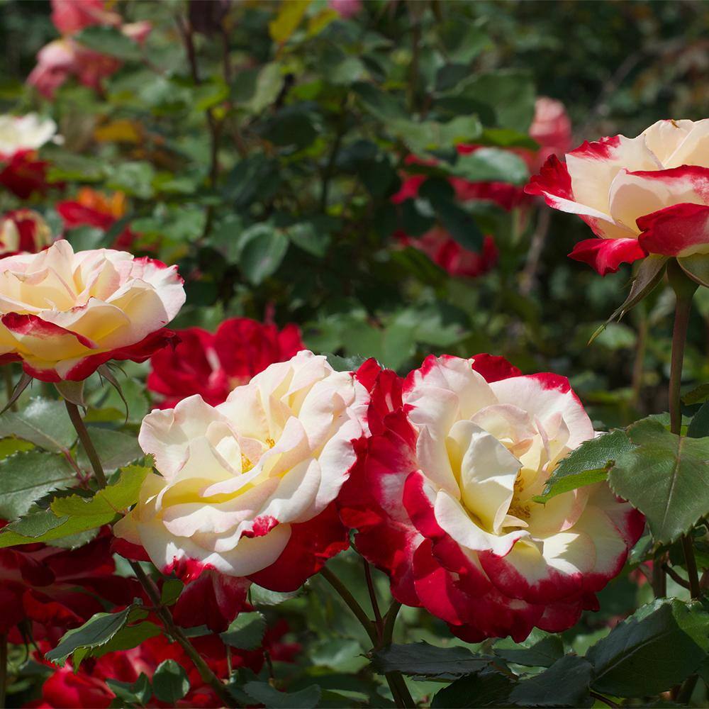 My Bouquet 2 Gal. White Lies Rose Plant with White to Red Blooms 17528