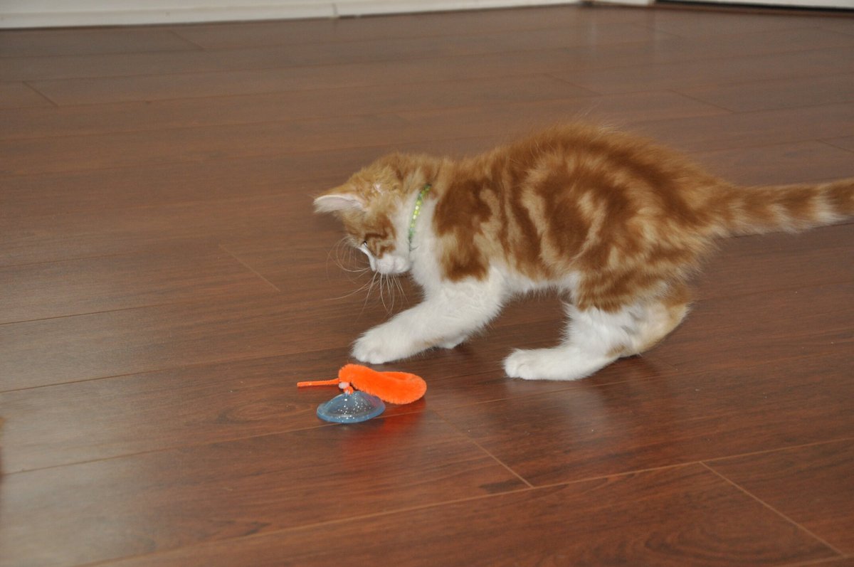 Bergan Whirly Pop Cat Toy with Catnip