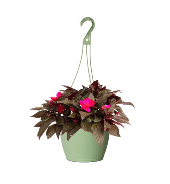 Expert Gardener 1.5 Gallon New Guinea Impatiens Hanging Basket (1 Count Pack) Various Colors， Annual Live Plant