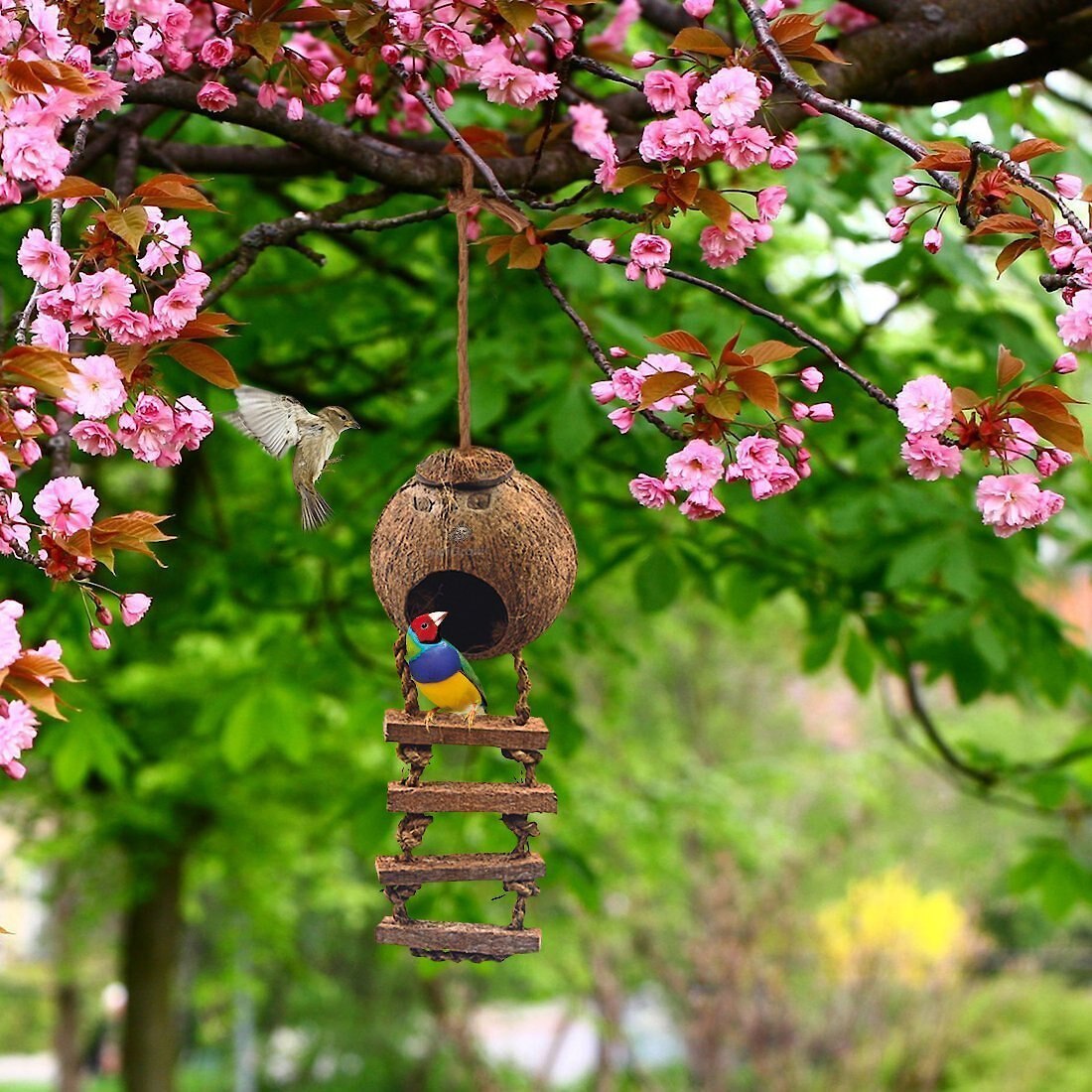 SunGrow Coconut Shell Nest and Window Feeder with Ladder Perch Cage Accessory and Hanging Parakeet， Finch and Budgie Bird House