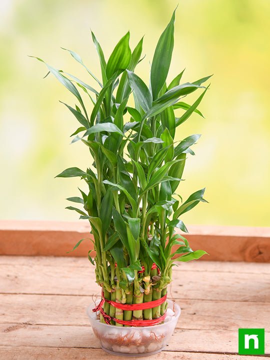 3 Layer Lucky Bamboo Plant in a Bowl with Pebbles