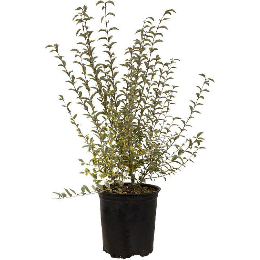 Variegated Privet Ligustrum (2.5 Gallon) Evergreen Shrub with Green and White Foliage - Full Sun Live Outdoor Plant