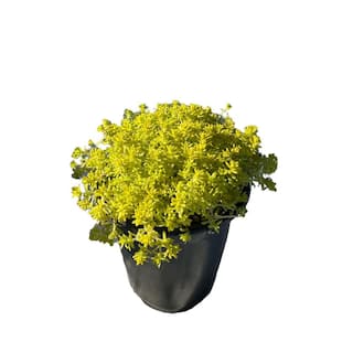 Zeus  Ruta Live Gold Moss Sedum Planters in Separate in Pots Pet-Safe (1-Pack) BG-12