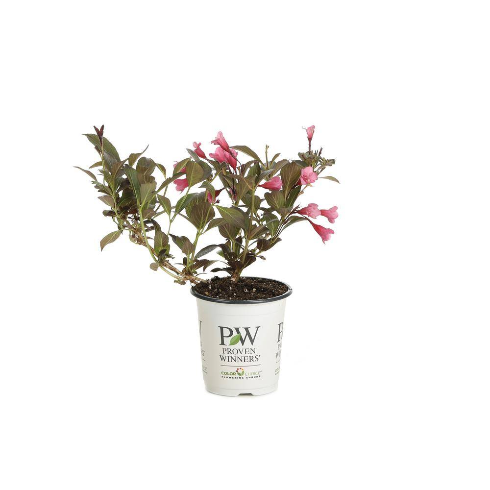 PROVEN WINNERS 4.5 in. Qt. Wine and Roses Reblooming Weigela (Florida) Live Shrub Pink Flowers and Dark Purple Foliage WEIPRC1017800