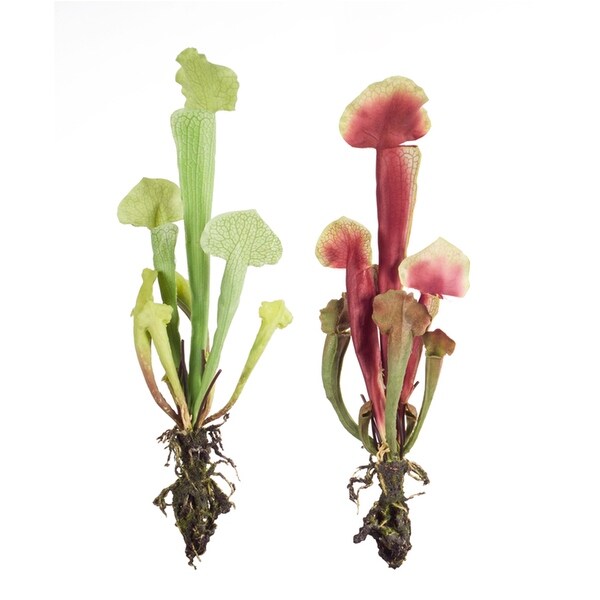 Cobra Lily Plant (Set of 12)