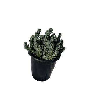 Zeus  Ruta Live Blue Spruce Stonecrop Planter s in Separate in Pots Pet-Safe (5-Pack) BG-20